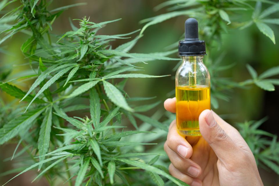Decoding Cannabidiol (CBD): Things Users Must Know About!
