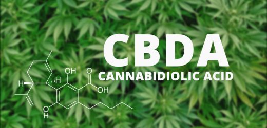Why Use CBDA Instead of CBD For Therapeutic Needs?