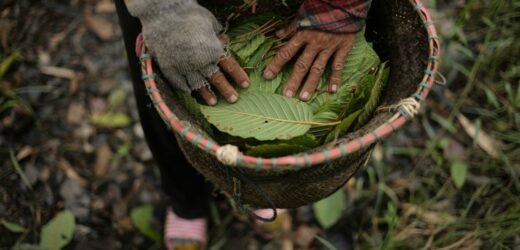Important Reasons One Should Know Why Kratom Is Big Name in Indonesia
