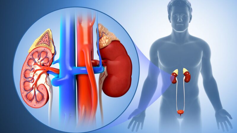 Impact of Diabetes on Kidney Function